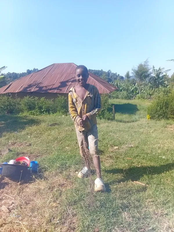 Jangili ya kisii